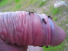 Kinky dude pokes his small cock into an ant hill and enjoys it